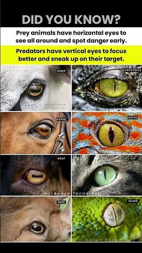 Prey vs. Predator Eyes | The Secret to Animal Vision! 🐾