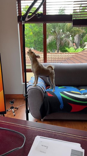 Raven & Riley on TikTok