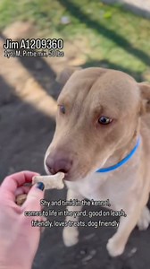 1.3K views · 37 reactions | Jim (1209360) 3951 Fruitvale Ave, Bakersfield Ca. M-Sat 10-4, Wed 2-7 | Kern County Animal Services | Facebook