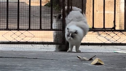 Hero cat helps chubby white feline escape after getting stuck in gate
