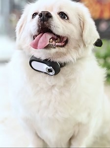 Smart Portable Action Camera for Pets