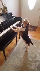 19K views · 617 reactions | This beagle love to play Piano and Sing along! #Buddy Mercury  | Music is Life | Facebook
