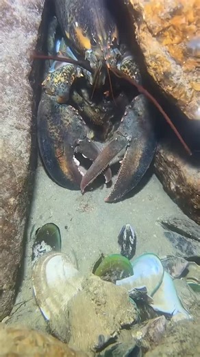 OCEAN ALLY on Instagram: "Catching sea food day 11 Large crab prawns are fascinating marine creatures that play an important role in coastal and deep-sea ecosystems. These animals are known for their impressive size, strong shells, and powerful claws or legs, which help them survive in harsh ocean environments. Large crabs have wide bodies covered with hard exoskeletons that protect them from predators, while prawns have long, flexible bodies with segmented shells and sharp antennae that allow t