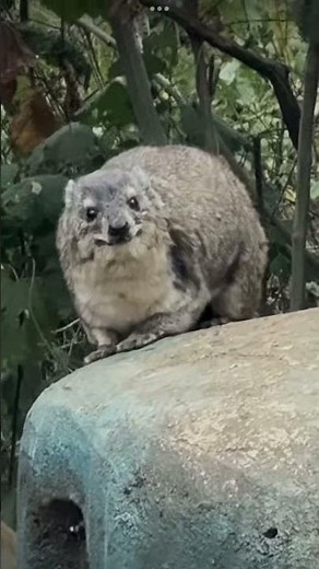 Hyrax standing on a rock screaming #animals #awawa