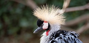 Large, Endangered Bird Carried by Woman in Viral Video is Licensed & Had Escape from a House