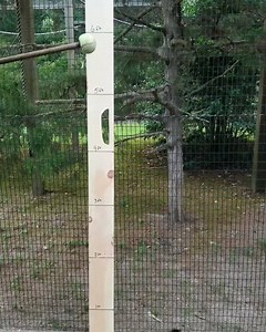 10K views · 161 reactions | How high can a ring-tailed lemur jump??...