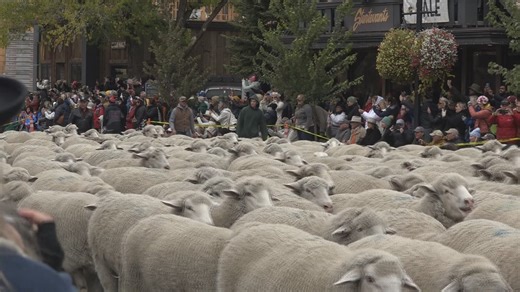 Sheep take over Main Street for Big Sheep Parade