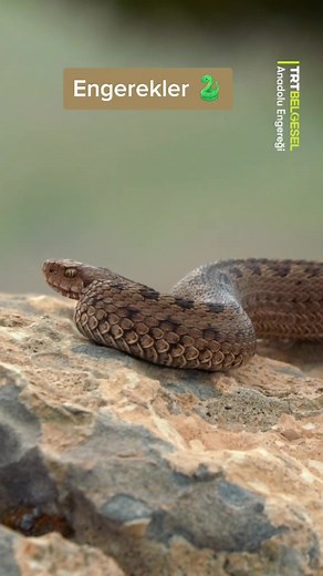 Engerek Yılanlarının Şaşırtıcı Özellikleri