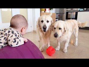 These Golden Retrievers Beg to Play With the Baby