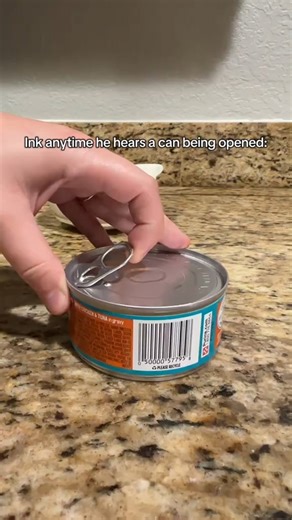 Stray Cat Talk | Whenever a can is being opened . . . #catsoftiktok #thankyou #petsoftiktok #kitten #catlover #tuxedocat #petsloverestonic... | Instagram