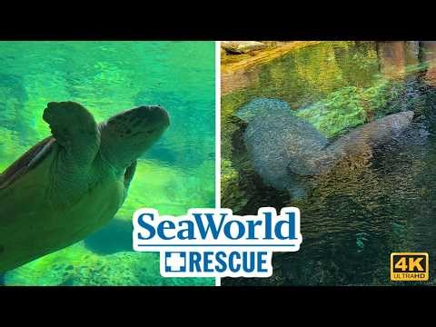 Where Rescued Manatees & Sea Turtles Go 🐢 SeaWorld Rescue Tour
