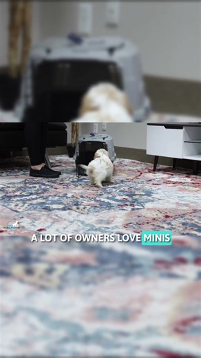 Cavapoo Size Guide: Mini Cavapoo Part 2