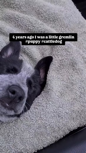 Baby Jack 🥹🥹🥰 #cattledoglife #dogs #puppy | Jack n Dom