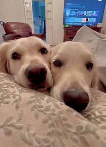 We wants wat you gots Lisa. 😁 Polly, Rosie and Bubbacini | Along Came Polly, Rosie and Bubba