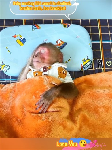 Bibi the Monkey: A Smart and Obedient Pet