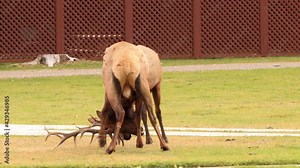 Two wild elks fighting in Yellowstone National Park