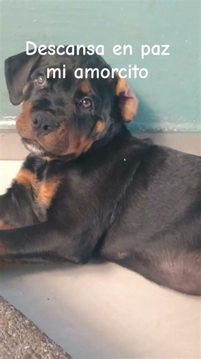 #funny #automobile mi maxito se murió