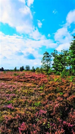 🪻Lüneburgerheide one of 🇩🇪Germanys most Beautiful places in the nature🏞