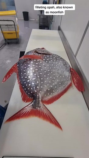 Expert Tips on Filleting Opah (Moonfish) for Delicious Seafood Meals