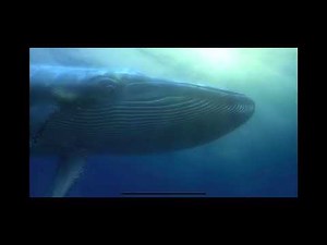 Finding Nemo Inside The Whale 🐋 Mouth Scenes