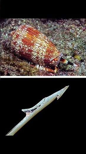 The snail that shoots venom: the ocean's most surprising predator 🐚⚡