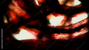 Mosquito larvae biological background in a microscope. The theme of micro biology and scientific microscopy. Water from the pond with a worm is a mosquito larvae. Larvae are used in fishing.