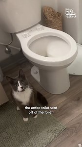 25K views · 122 reactions | Look at that face! He didn't blast anything!! (Via - Victoria D.) #Cat #CatLife #FunnyCat #Fail | Try Not to Laugh | Facebook