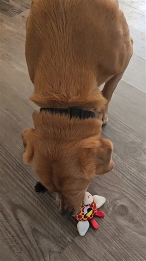 Playtime. #RUSTY #play