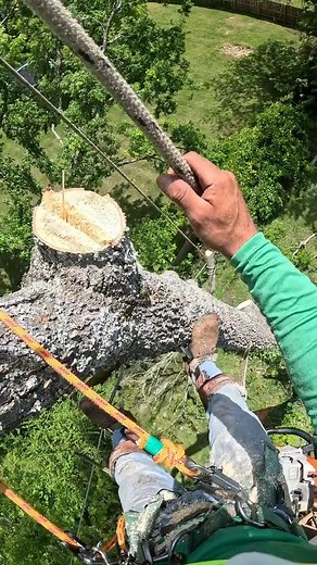 34K views · 368 reactions | Tree Worker TV on Reels | Facebook