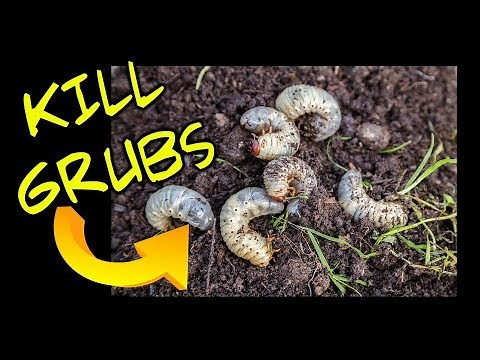 How to Kill Lawn Grubs