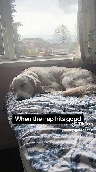 Golden Retriever Puppy's Deep Sleep