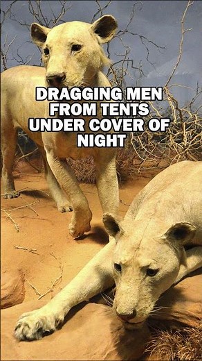 The Tsavo Man-Eaters: Lions That Hunted Humans in 1898