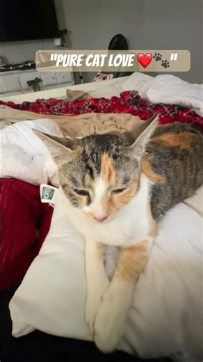 The Cutest Cat Moment Ever 😻 #cat #catlife #lilythecalicoqueen #cute #calicocat #catlady