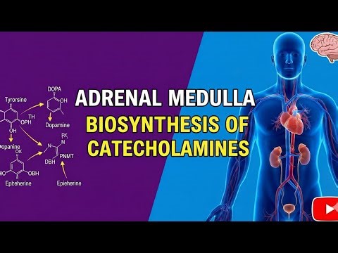 Adrenal medulla: Biosynthesis of Catecholamines
