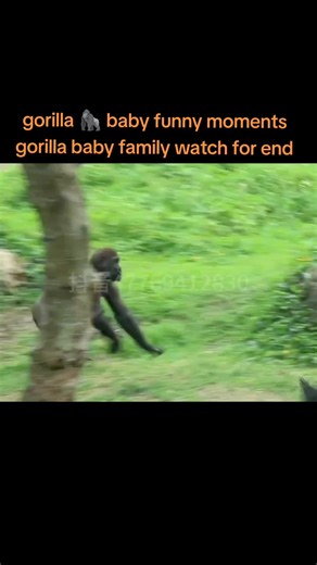 Adorable Gorilla Baby Funny Moments