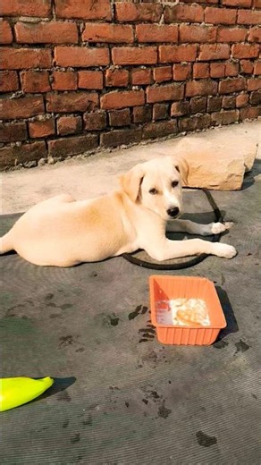 Ruby color 😍 #ytshorts #viralvideo