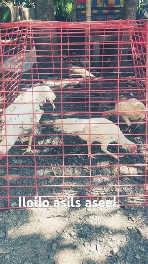 aseel asil shamo nakedheel gamefowl iloilo - manok forever-