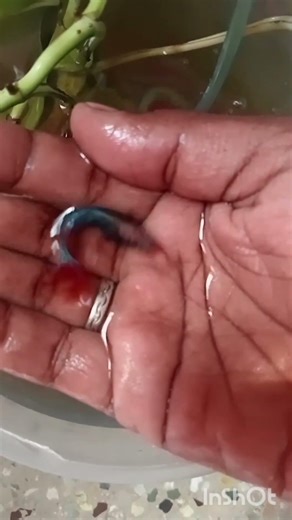 important fighter fish simple setup 👍👍CKvlogs2.6