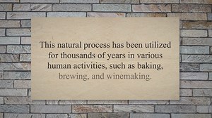 The process of fermentation in yeast cells