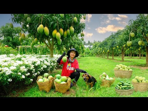 Harvest Farm Produce: Mangoes, Aster Flowers, Cucumbers, Custard Apples Sell At The Market and Cook