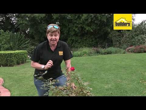 How to Deal with Rust on Roses