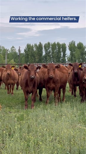 Preg Guard and fly control and these pretty commercial heifers got a fresh pasture. It’s fun to see our genetics from our customers! Croissant Red Angus Shaw Brand Beef #redangus #RanchLife | Koester Red Angus