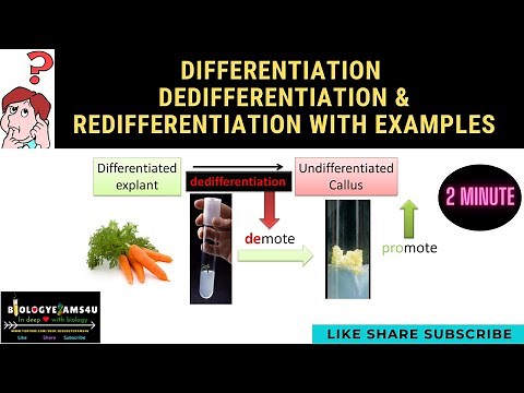 Difference between Differentiation, Dedifferentiation & Redifferentiation with examples