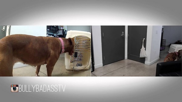Whodini dog escapes crate and locked apartment