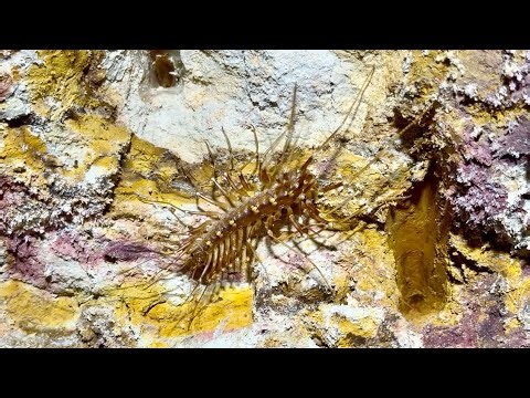 An Australian House Centipede wandering in a tunnel in my opal mine