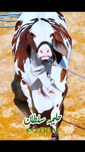 💕 *Haleema Sultan* 💕#ZoomCattleFarm2025 | Cattle Craze.ρK