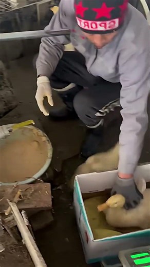 Duck Feeding Method in Poultry Farm