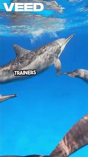 "Why Dolphins Show Special Interest in Pregnant Women"