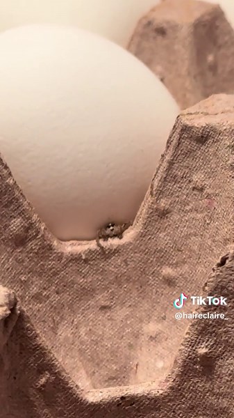 Eating Out: A Unique Egg Recipe Experience