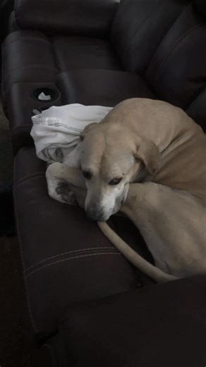 Texas Independent Rhodesian Ridgeback Rescue on Reels